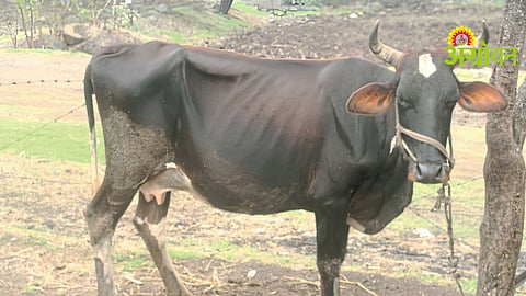 Subacute ruminal acidosis in cattle