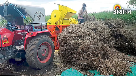 Soybean threshing machine operating in a harvested soybean field
