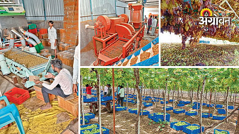 1. Challenges and opportunities in Sangli grape cultivation