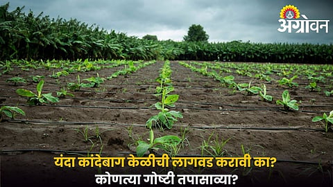 Factors to check before planting banana during drought