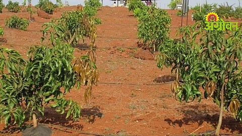 Mango Farming