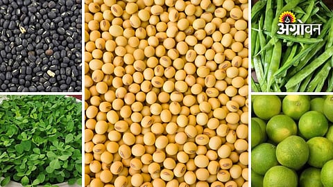 Today crop and fruit market prices in Maharashtra