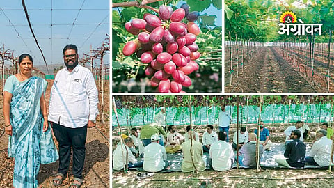 Adinath Chavan's success story in grape farming