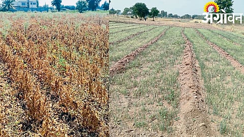 Yeola Agribusiness Hit 