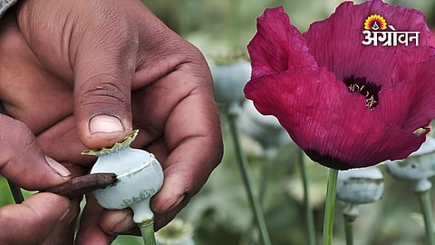 India Opium Cultivation Policy