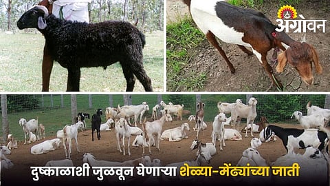 Local Breeds of Sheep and Goat for drought