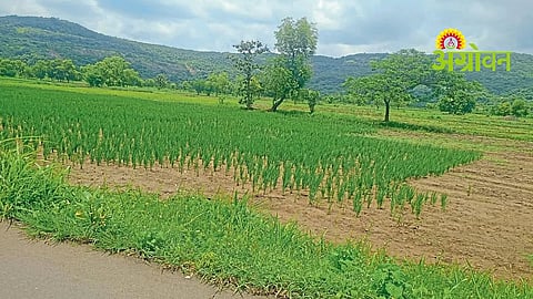 Delayed Sowing Raises Concerns Over Rabi Crop Production In Raigad
