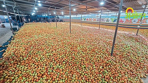 Tomato Prices Update