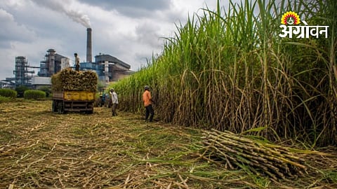 Chandgad Farmers Unite Over Pending Sugarcane Payments