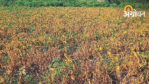 Drought Assessment Covers 1.95 Lakh Hectares Across Four Sangli Talukas