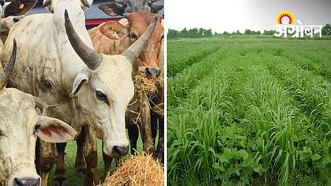 Livestock Management Tips To Protect Milk Production During Water Scarcity