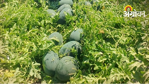 Watermelon Cultivation May Reduce In Khandesh