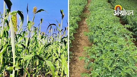 Dryland Chickpea And Dadar Sorghum Sowing in Khandesh