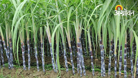 Sugarcane Farmers of Solapur Await Pending Dues