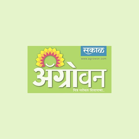 बैलांच्या खांद्यावर शेतीचे ओझे