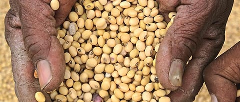 सोयाबीन बियाण्यांची  खरिपासाठी जुळवाजुळव Of soybean seeds Match for kharif