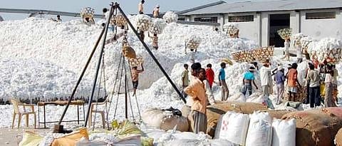 cotton procurement 