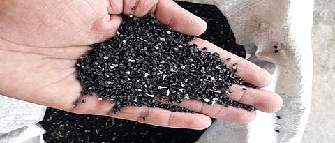 Onion seeds 