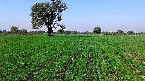 Wheat sowing 