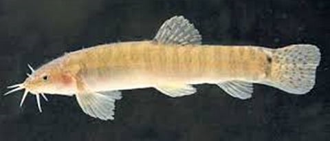  Breeding of mura fishes in the Western Ghats on the caves  