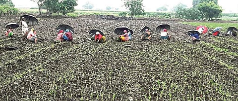 अकोल्यात रब्बीसाठी २९ कोटींचे कर्जवाटप 29 crore loan for rabbi in Akola