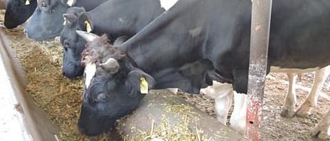 Fodder Production