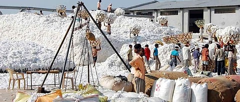 Cotton Rate | Cotton purchase in Gujarat
