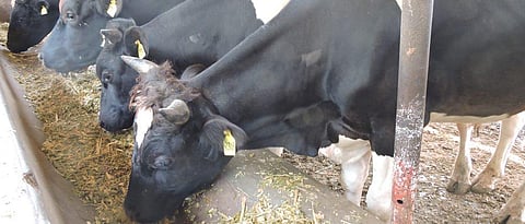 Give the animals a balanced diet