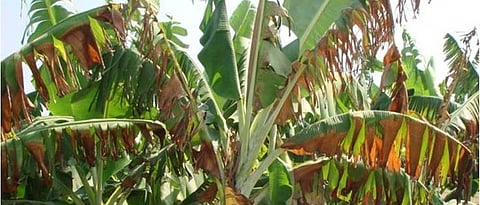 Disease of banana | Banana Disease