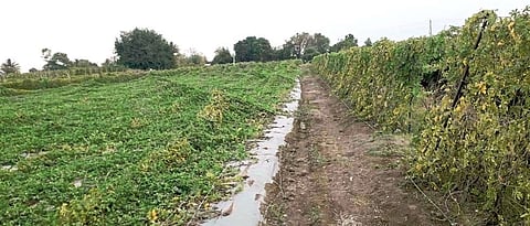 Crop Damage