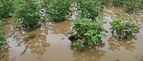 Crop Damage