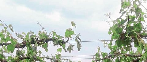 पुणे जिल्ह्यात सर्वदूर पूर्वमोसमी पाऊस  Pre-monsoon rains all over Pune district