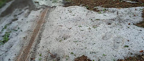 परभणीत गारपिटीमुळे पिके झाली भुईसपाट Due to hail in Parbhani The crops were flattened
