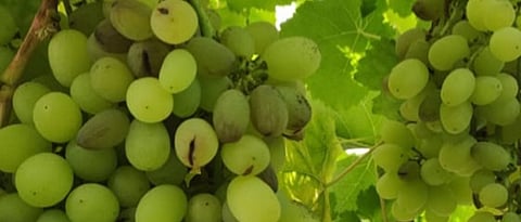 Drop in temperature; Crack the grape beads