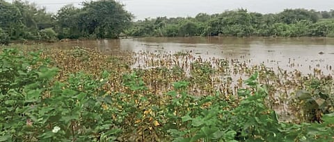 Crop Damage