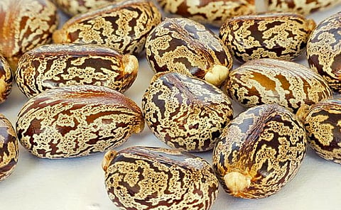 Castor Seeds