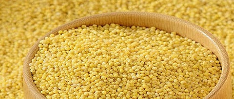 Foxtail millet