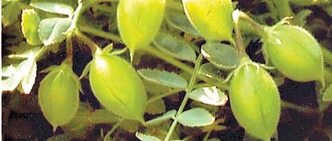  गुणकारी अन् औषधी हरभरा