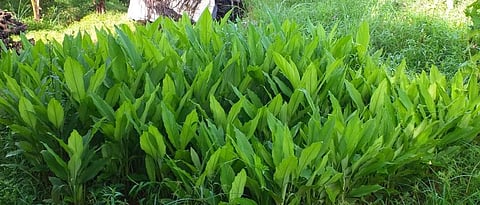 Turmeric Farming