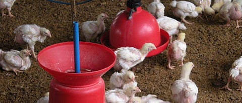 Due to rising food prices Poultry industry exhausted