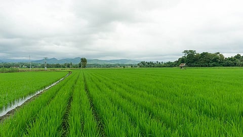 Corruption in irrigation schemes will be investigated within a month