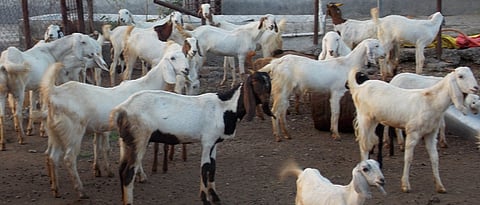 Goat Breeding Management