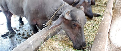 जनावरांच्या आहारात द्या गुणवत्तापूर्ण चारा