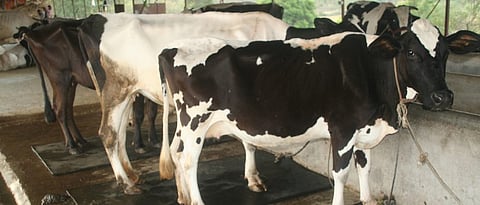 It is important to use good quality semen for purebred milch cows.