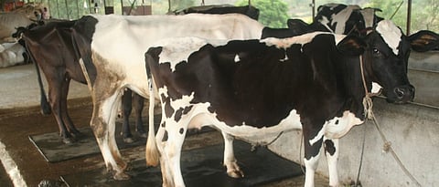 Keep the cowshed and animals clean.