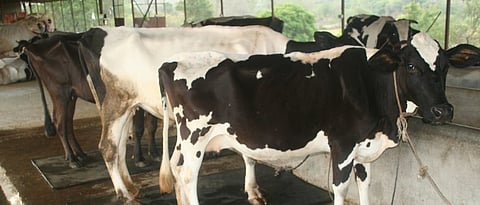 cow shed