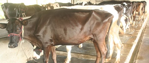 Animal health should be checked with the advice of a veterinarian.