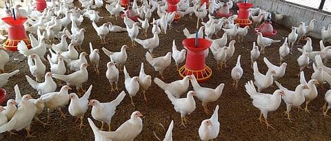  Poultry Diseases