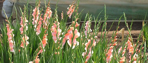  झाडावर ४ पाने राहतील अशा बेताने ग्लॅडिओलस फुलांची काढणी करावी.