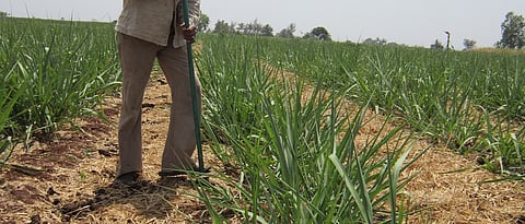 Sugarcane Fertilizer Management :